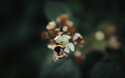 „Pszczoła miodna a środowisko naturalne” – konferencja dla dzieci i dorosłych w Białymstoku